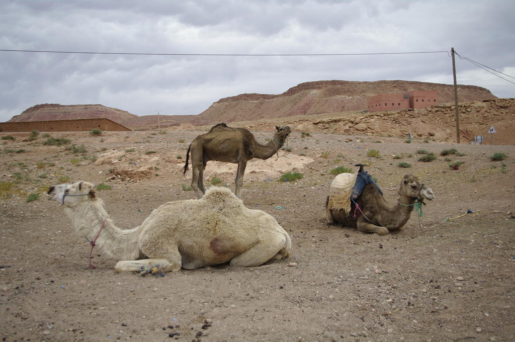 Kasbah La Cigogne Bed & Breakfast เอท เบน ฮัดโด ภายนอก รูปภาพ